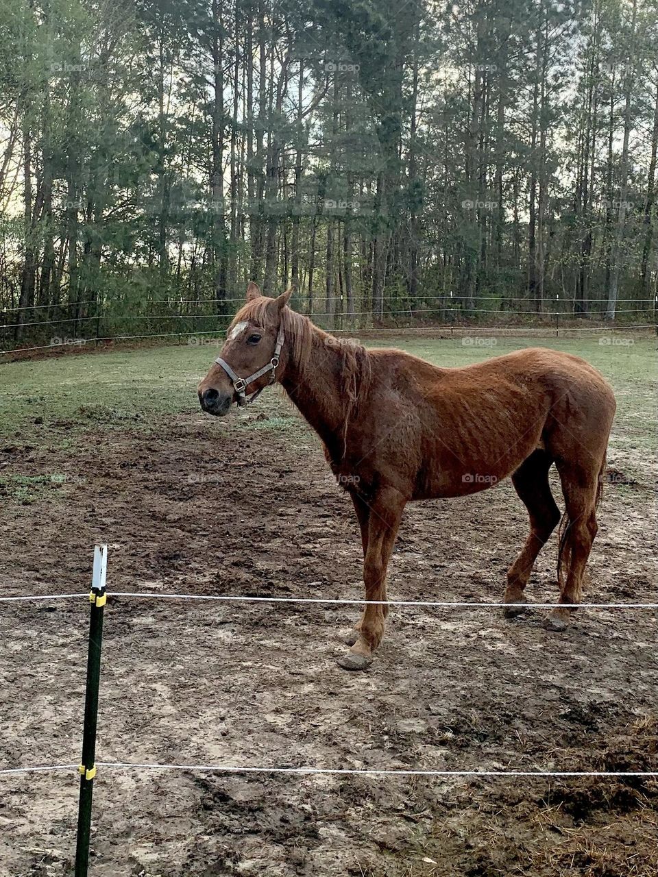 Horse on someone’s farm