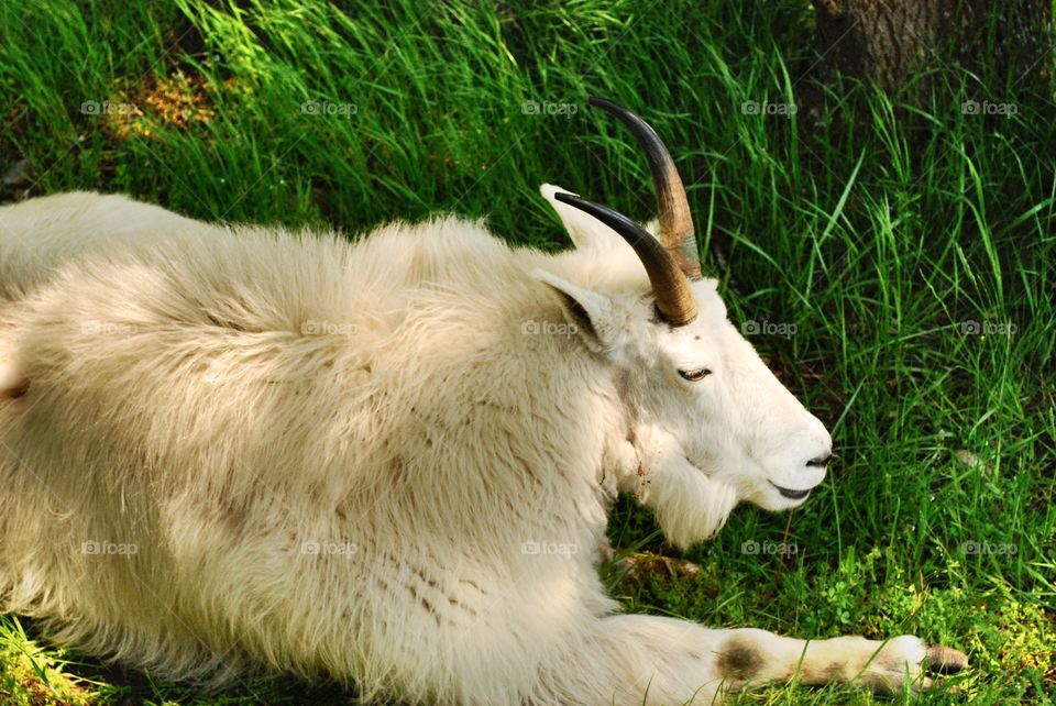 A mountian goat lays peacefully in the grass under a tree.