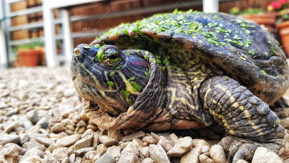 Schmetterlingspark  Bendorf