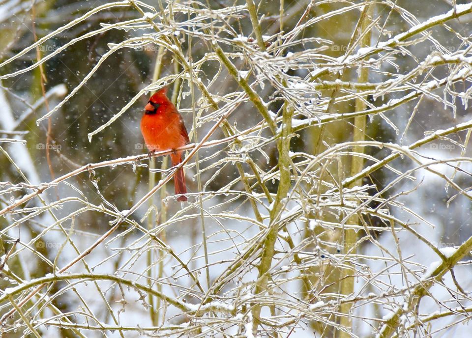 Northern Cardinal on a small branch covered with ice