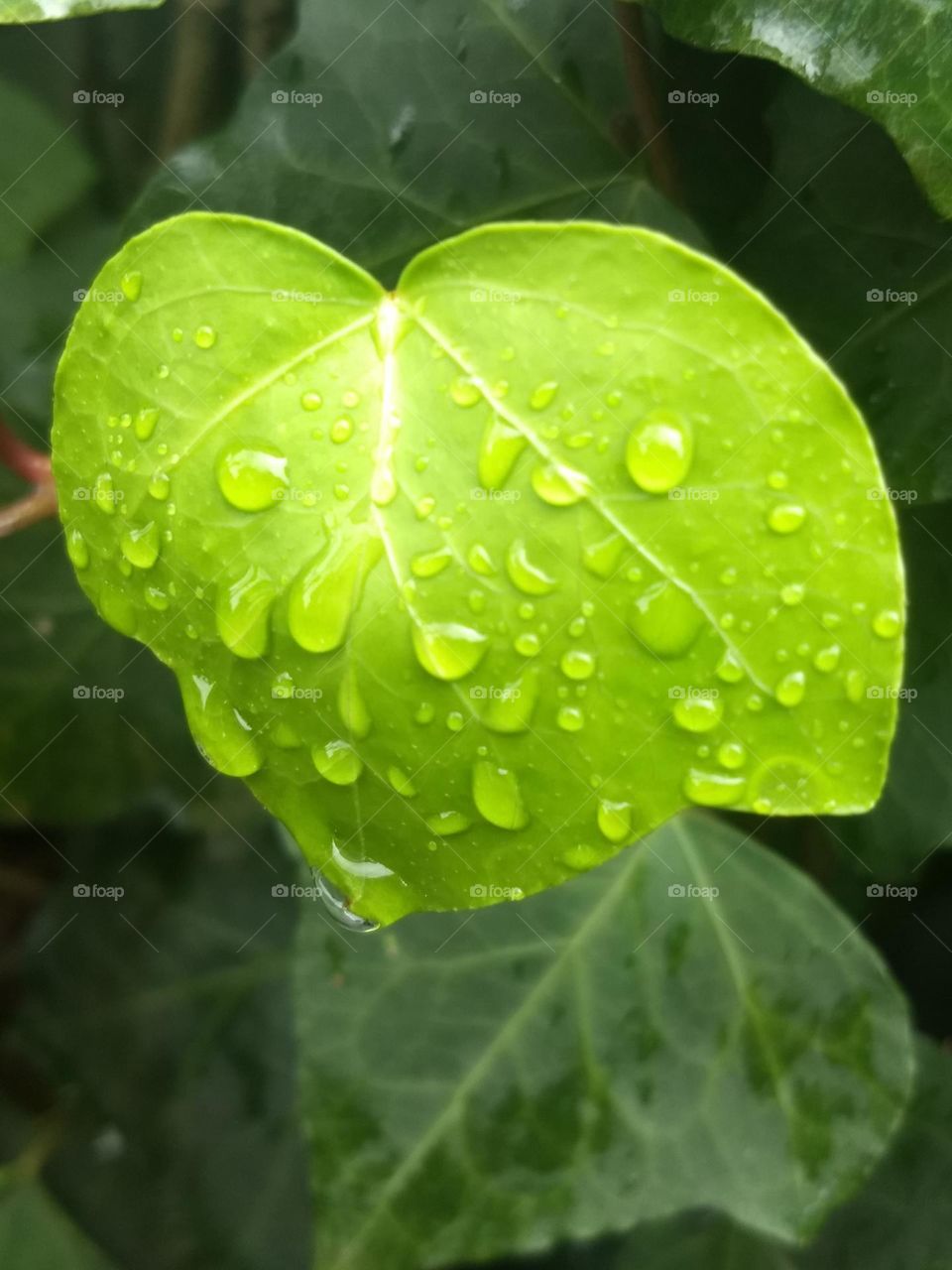 leaf and water drops