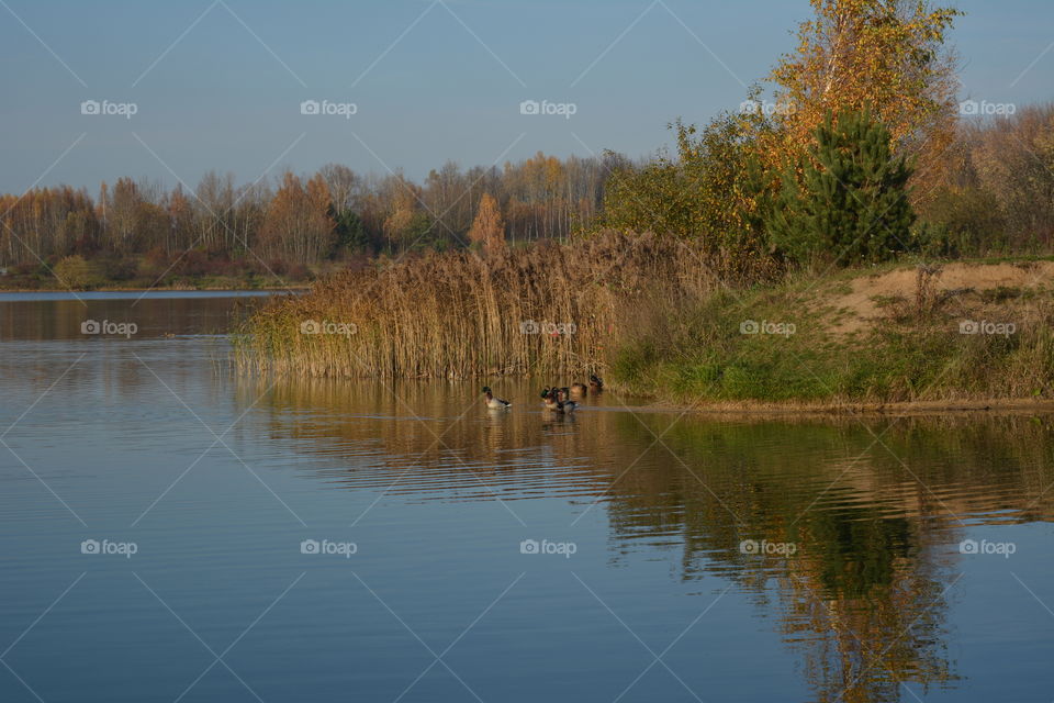 lake beautiful nature landscape and birds autumn time blue sky background