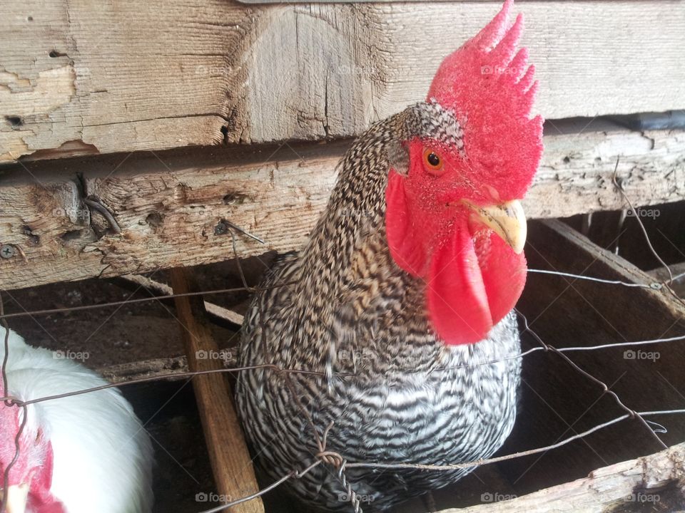 Rooster close up
