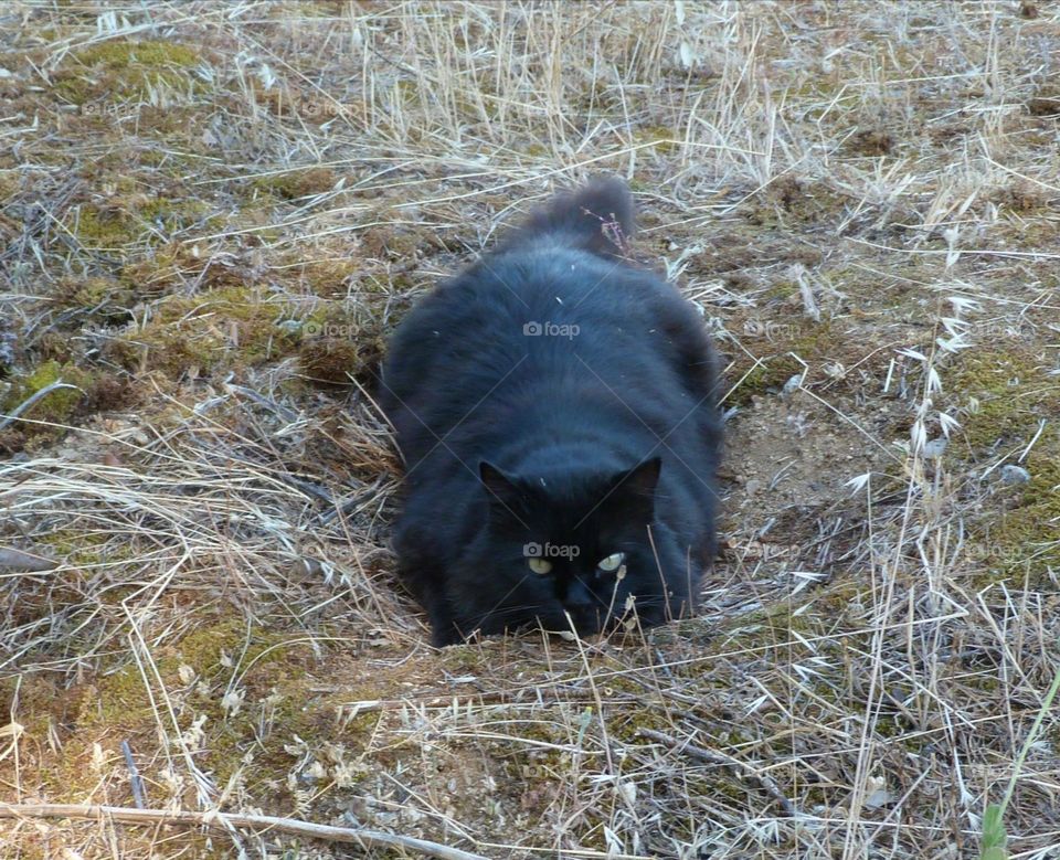 Black cat green eyes