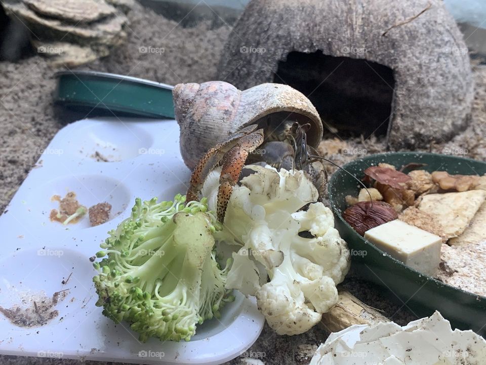 Hermit crab life. Warmth, humidity, fruits and veggies, hides, and all kinds of things to climb on. 