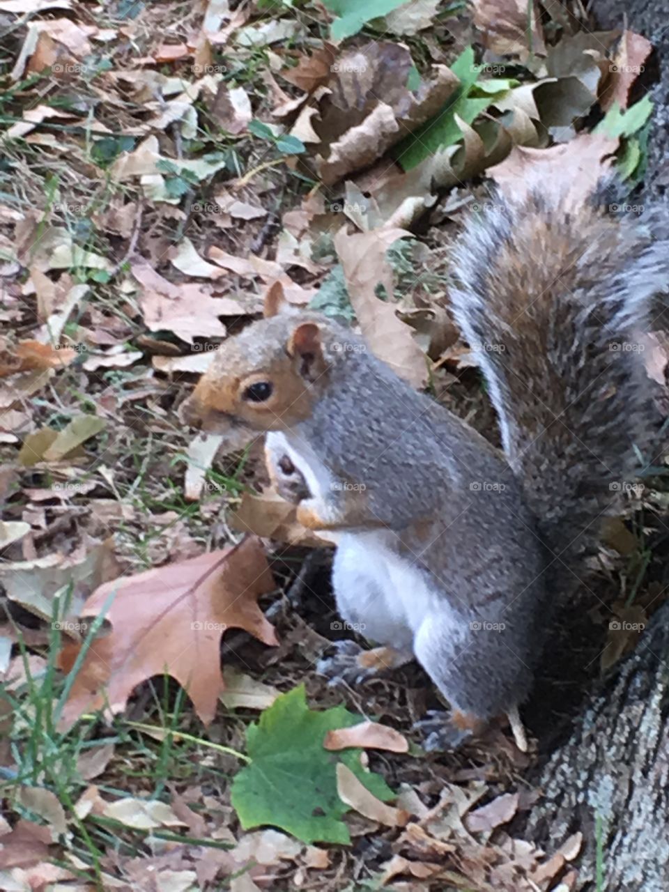 Squirrel 2