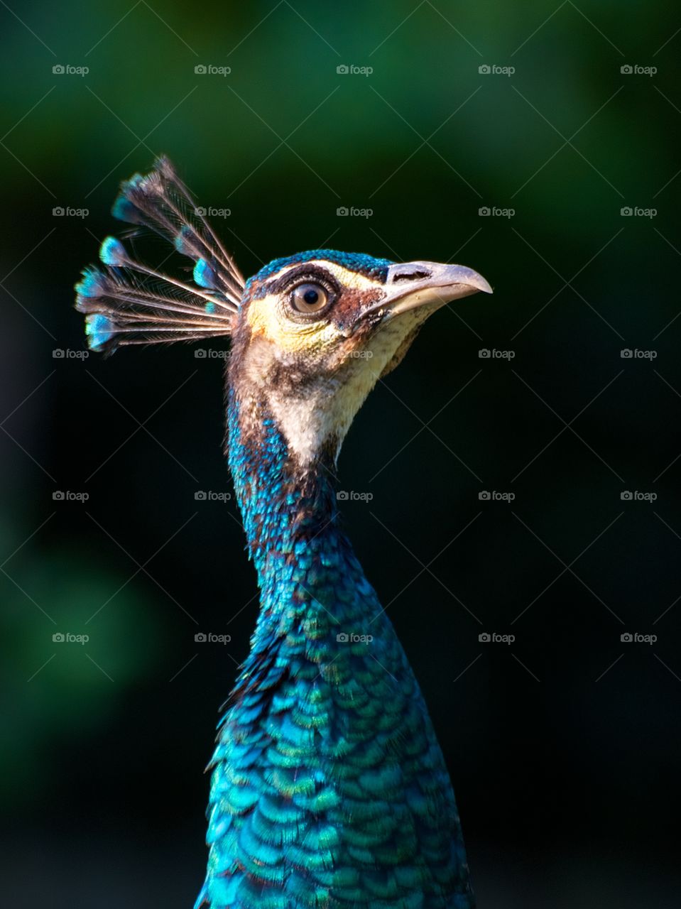 Peacock