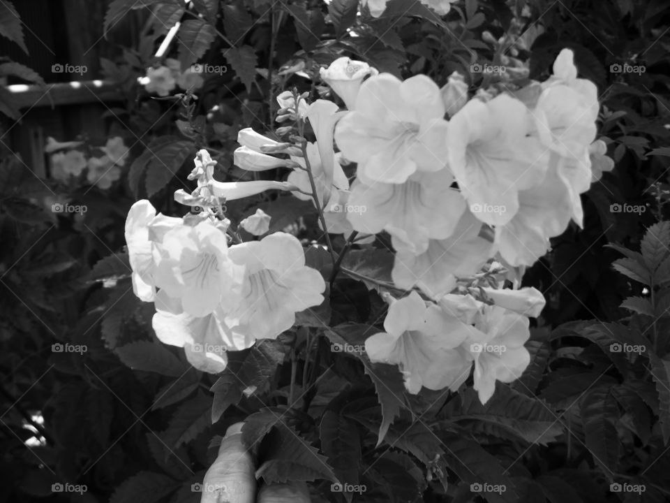 white flowers 💐. This is a picture I took on the labor day weekend. 👣 🚶 🏃 🔥 💨
