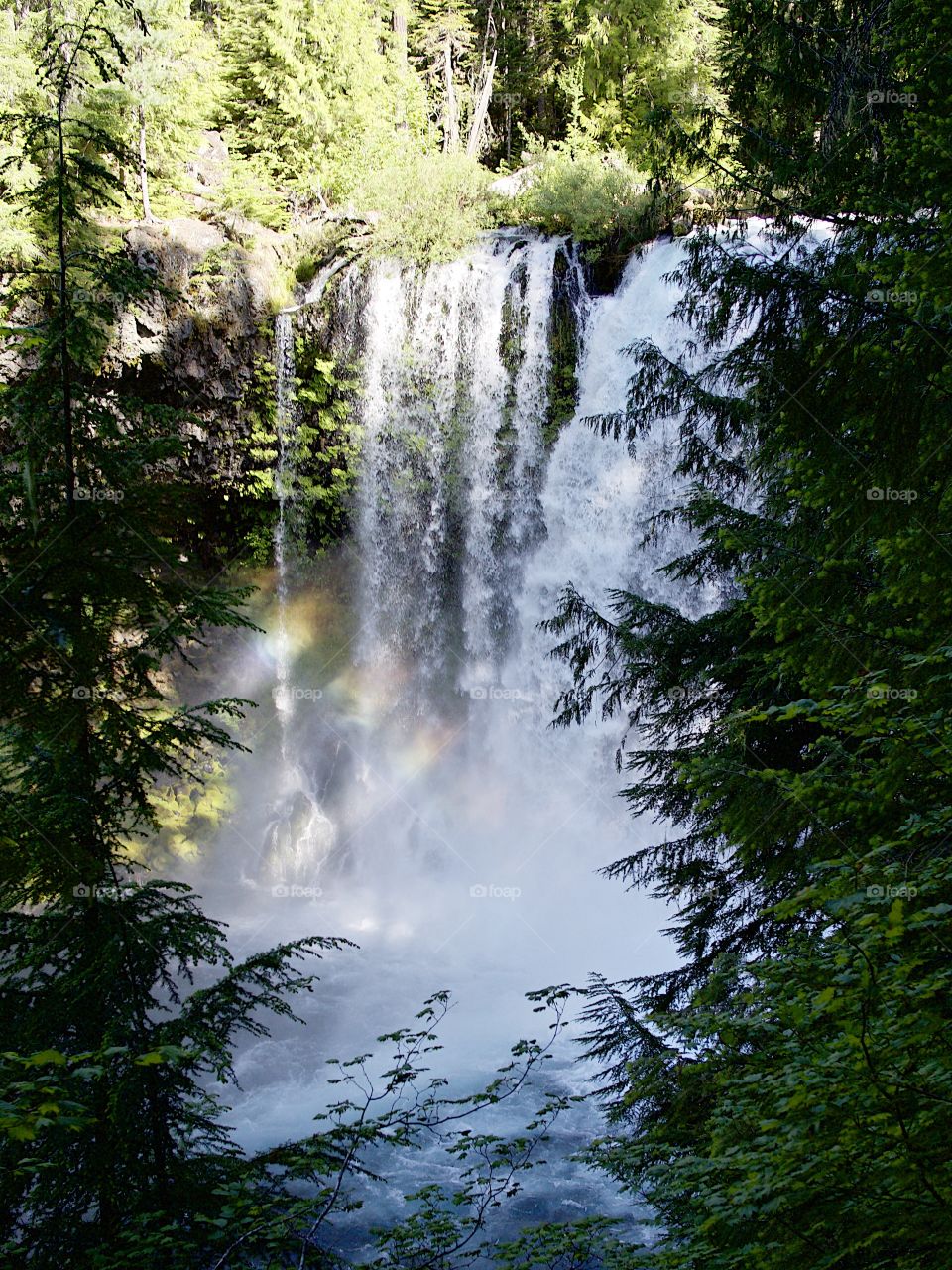 Koosah Falls on the McKenzie River in the Willamette National Forest rushes over a cliff to a pool below creating a rainbow framed by trees on a beautiful summer morning.
