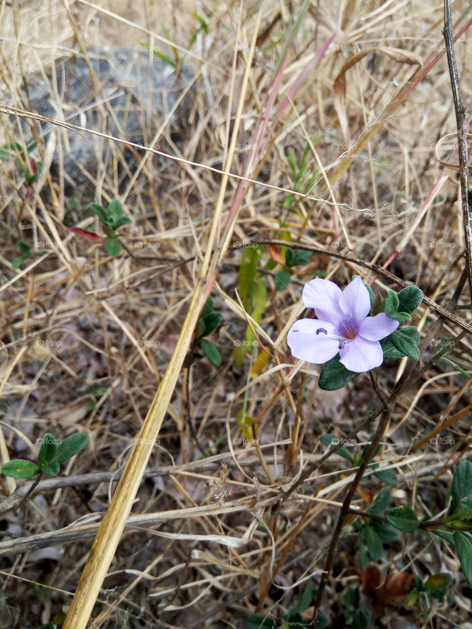 Purple Blooming flower
