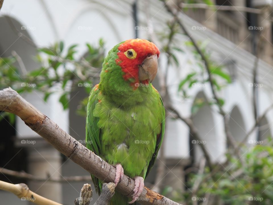 Parrot. Quito Ecuador 