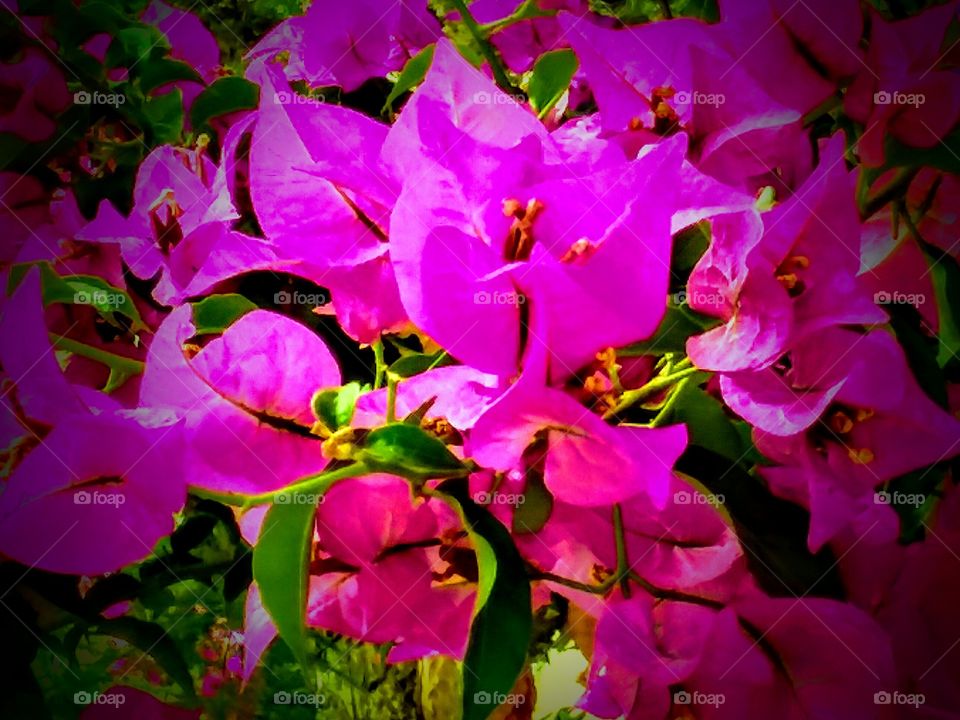 Close-up Pink Blossoms (Vignette)