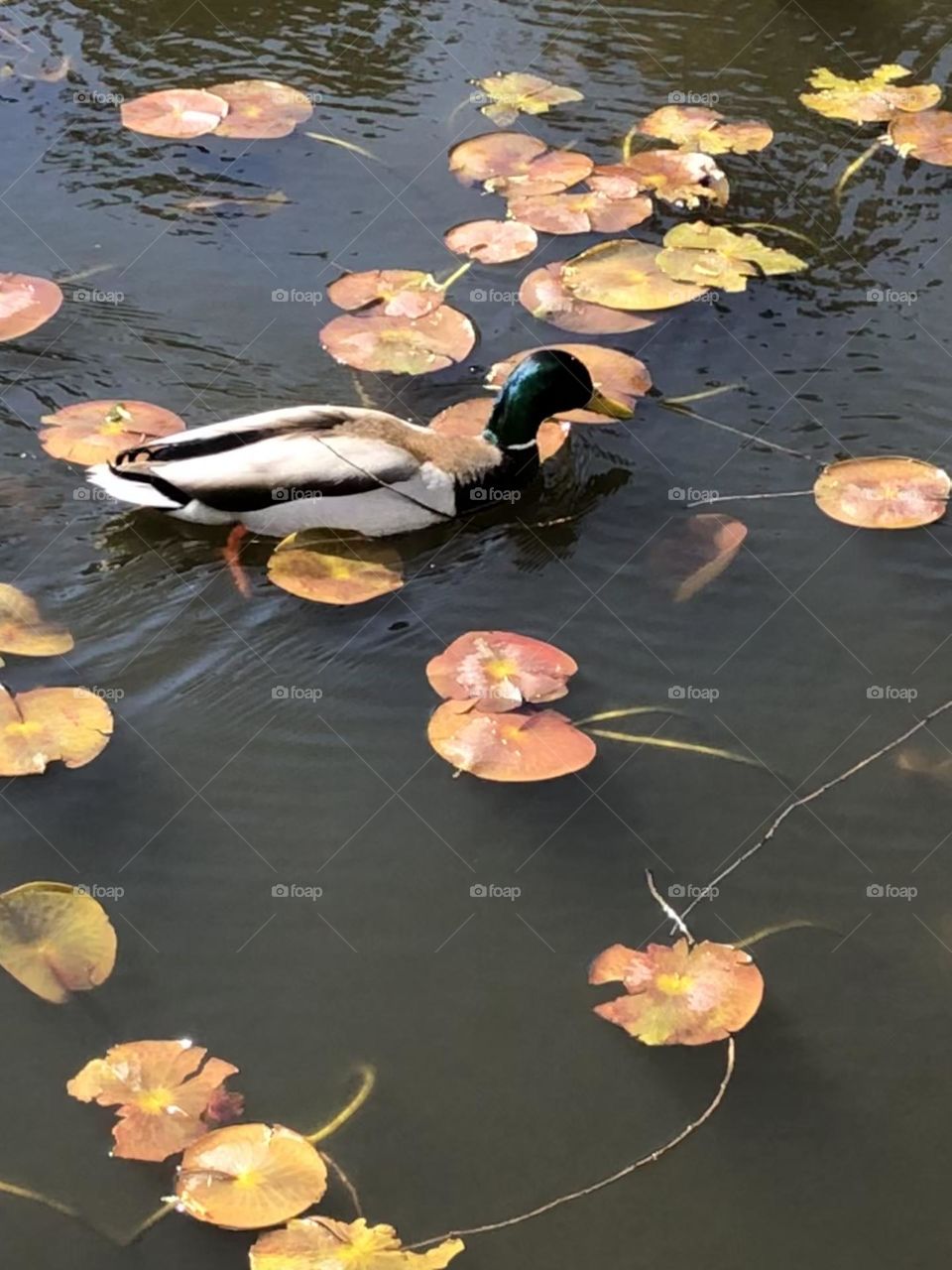 Beautiful Mallard Duck Swimming Spring Time