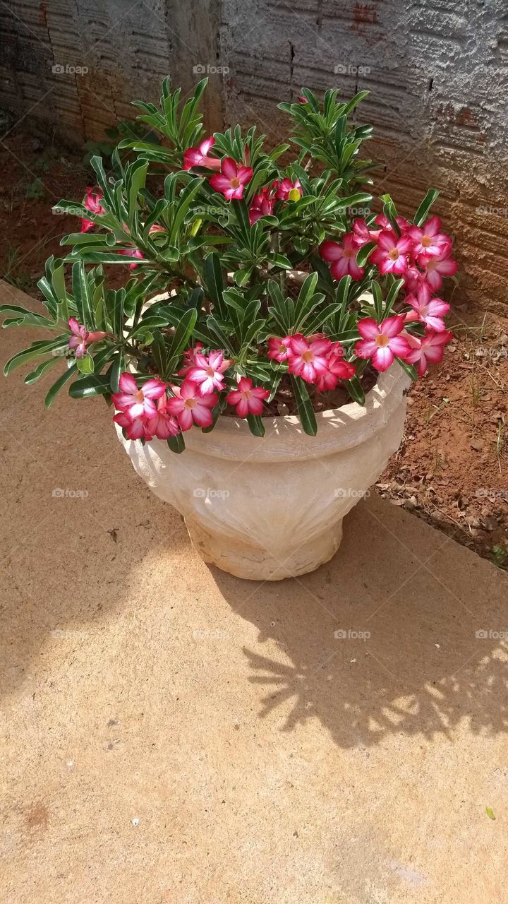 rosa do deserto 🌺