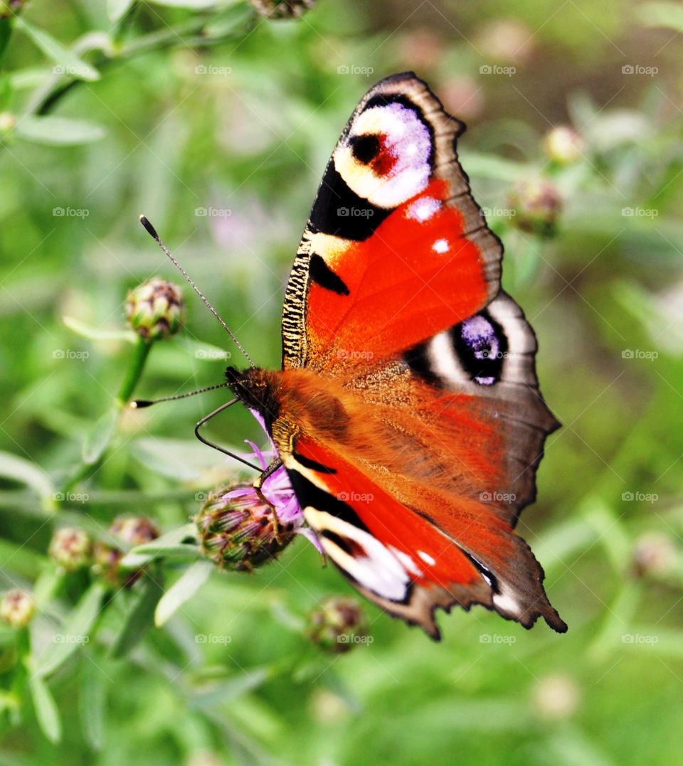 Red butterfly on flower