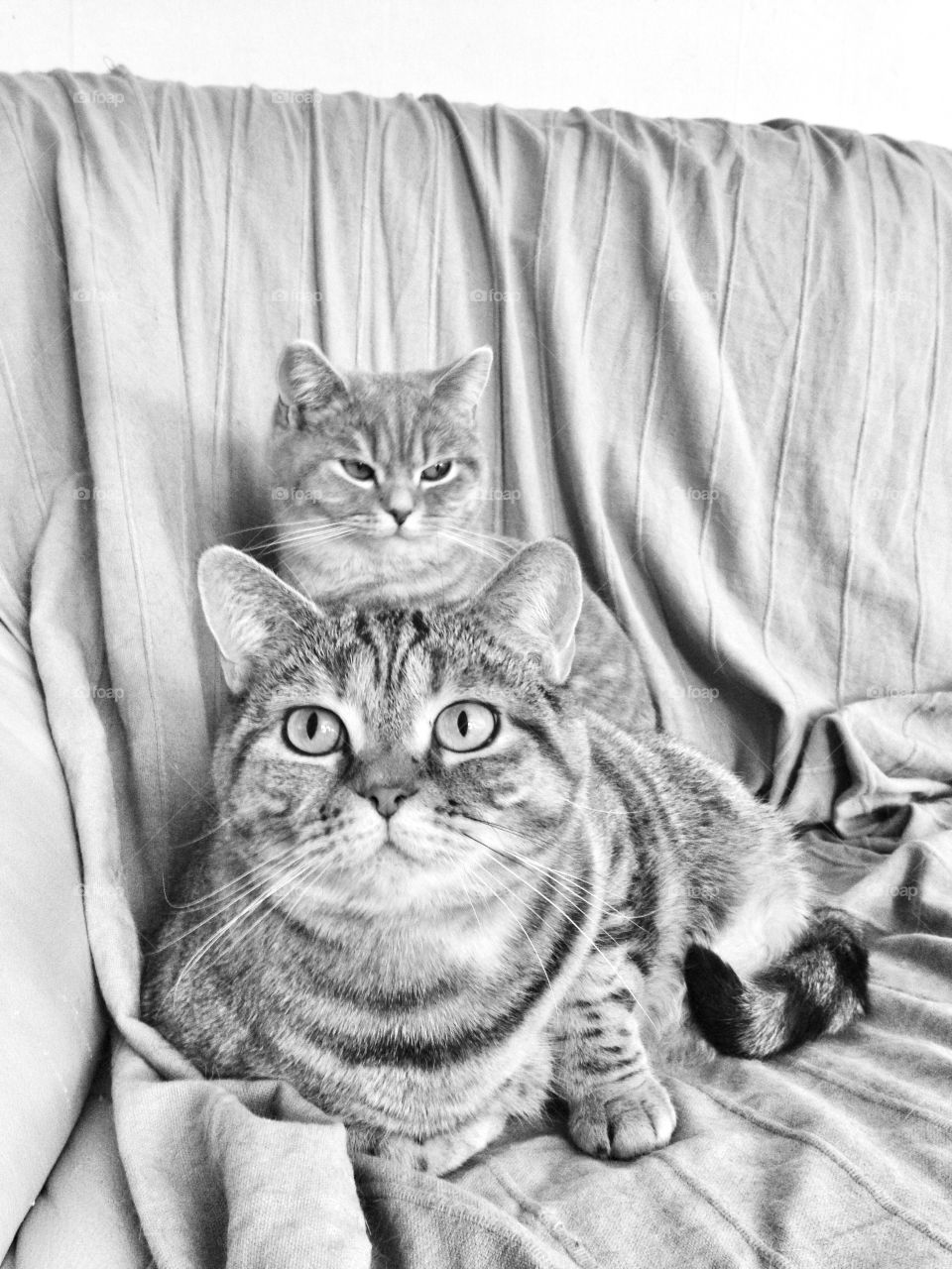 british shorthair sisters