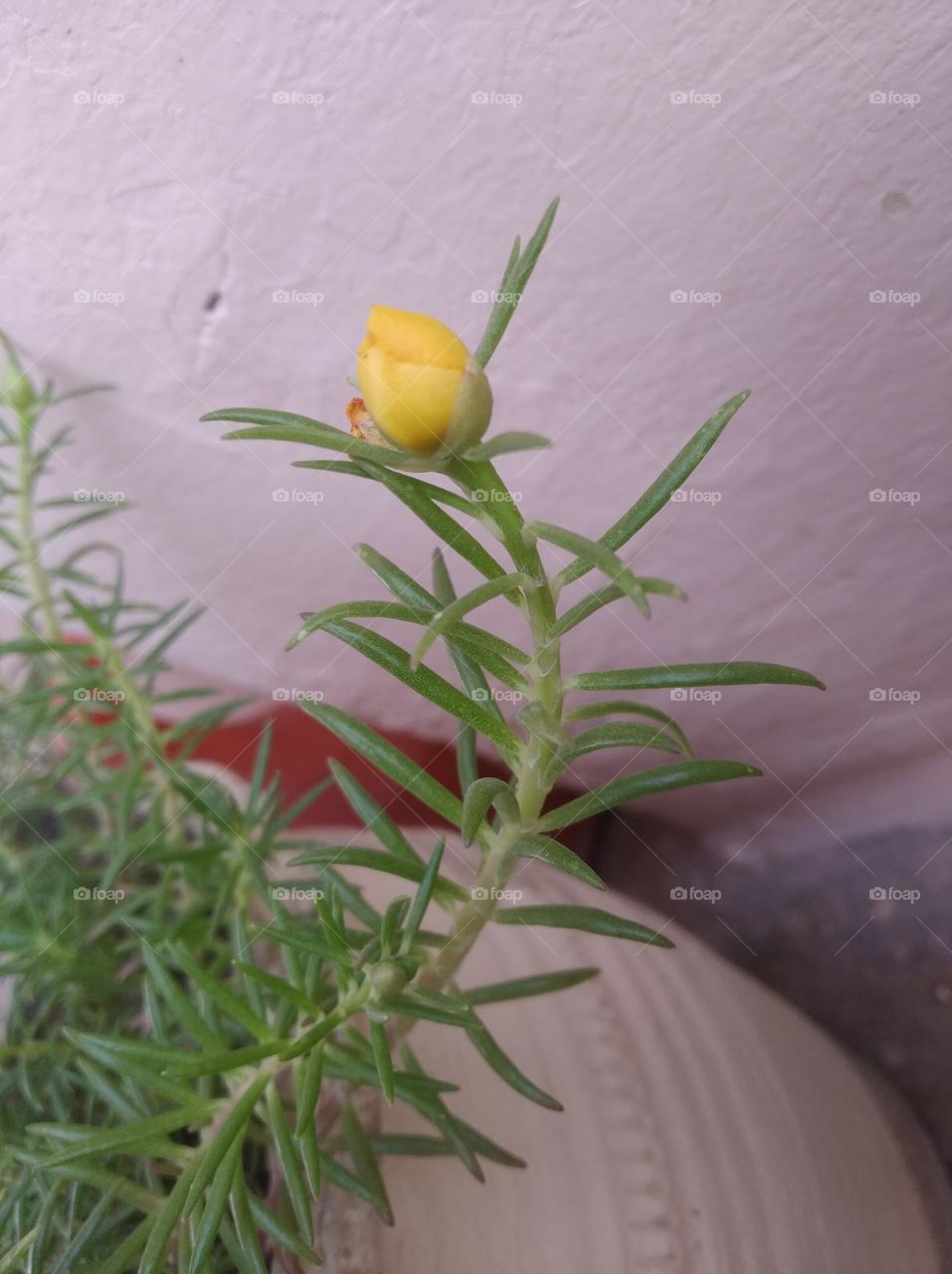 yellow flower bud shurb small in size fresh seasonal looking very beautiful