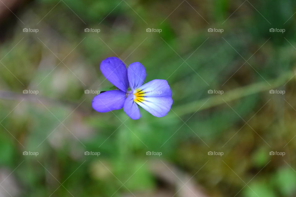 Blue-purple wild flower