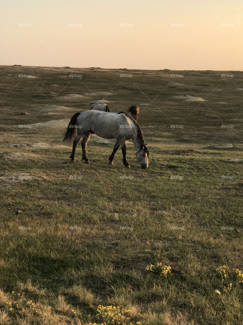 Wild horse at sunrise grazing 
