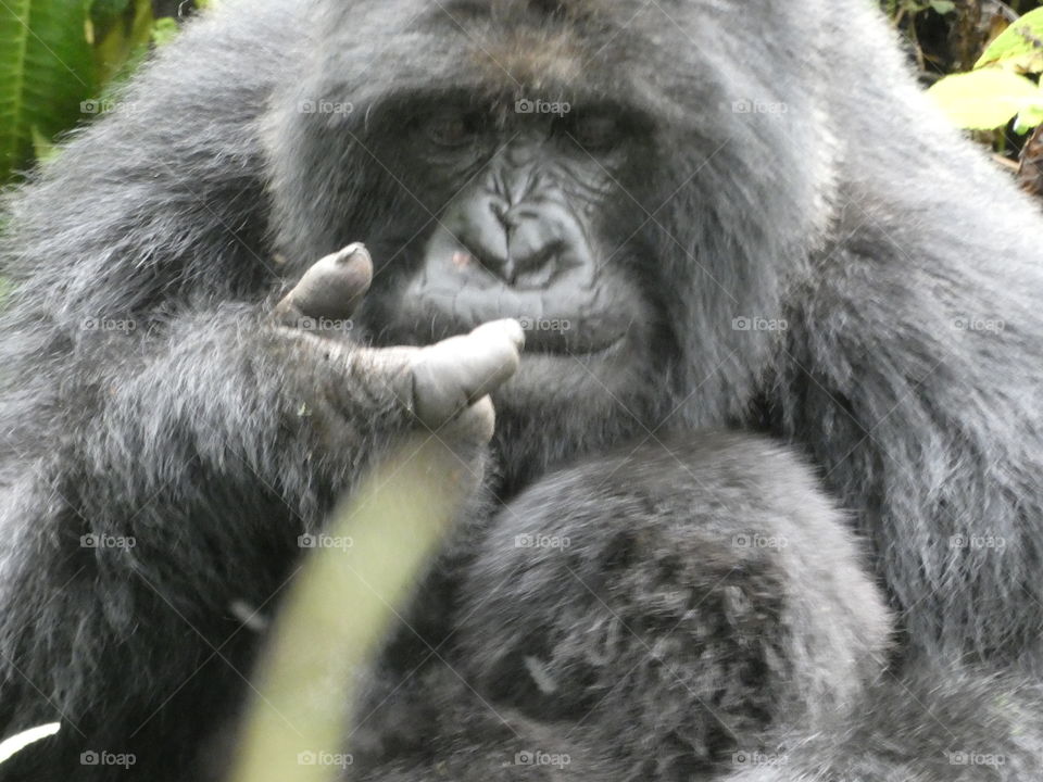 Mother gorilla thinking pose
