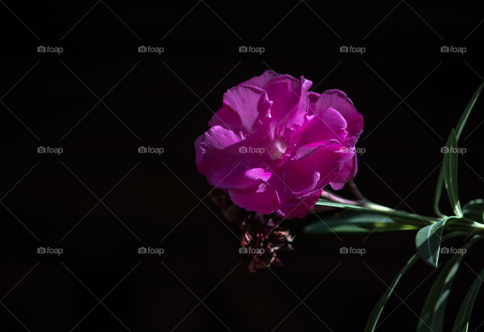 Pink flower with drak background