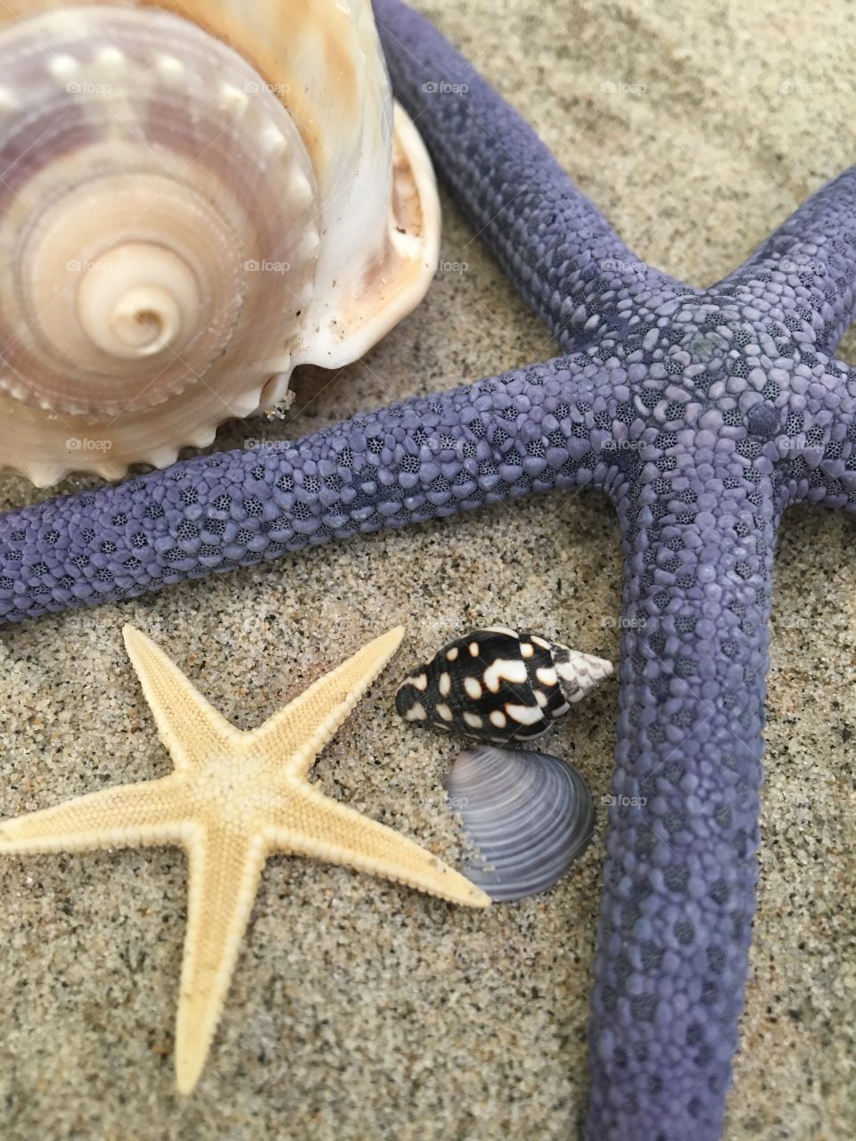 Close-up of sea life