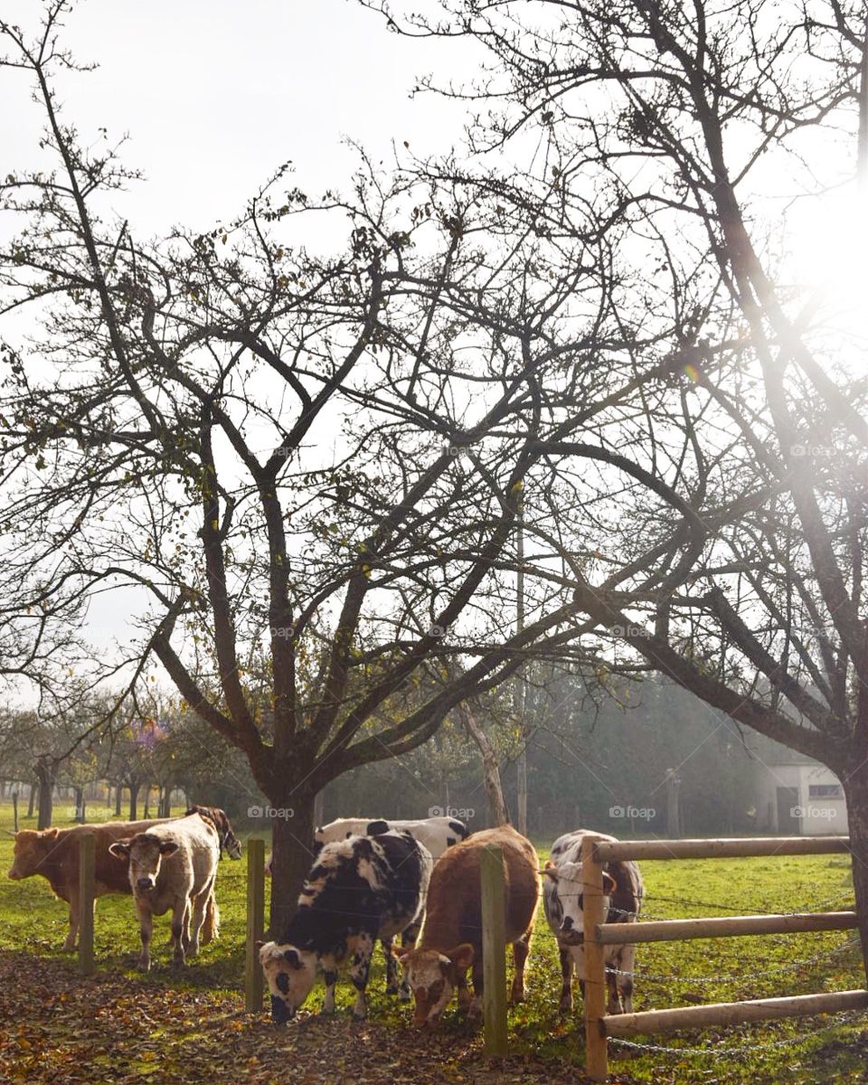 Cows in France 