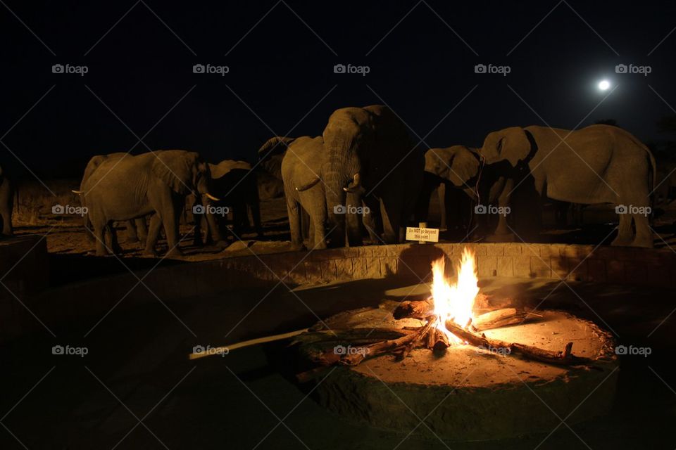 Elephants by campfire
