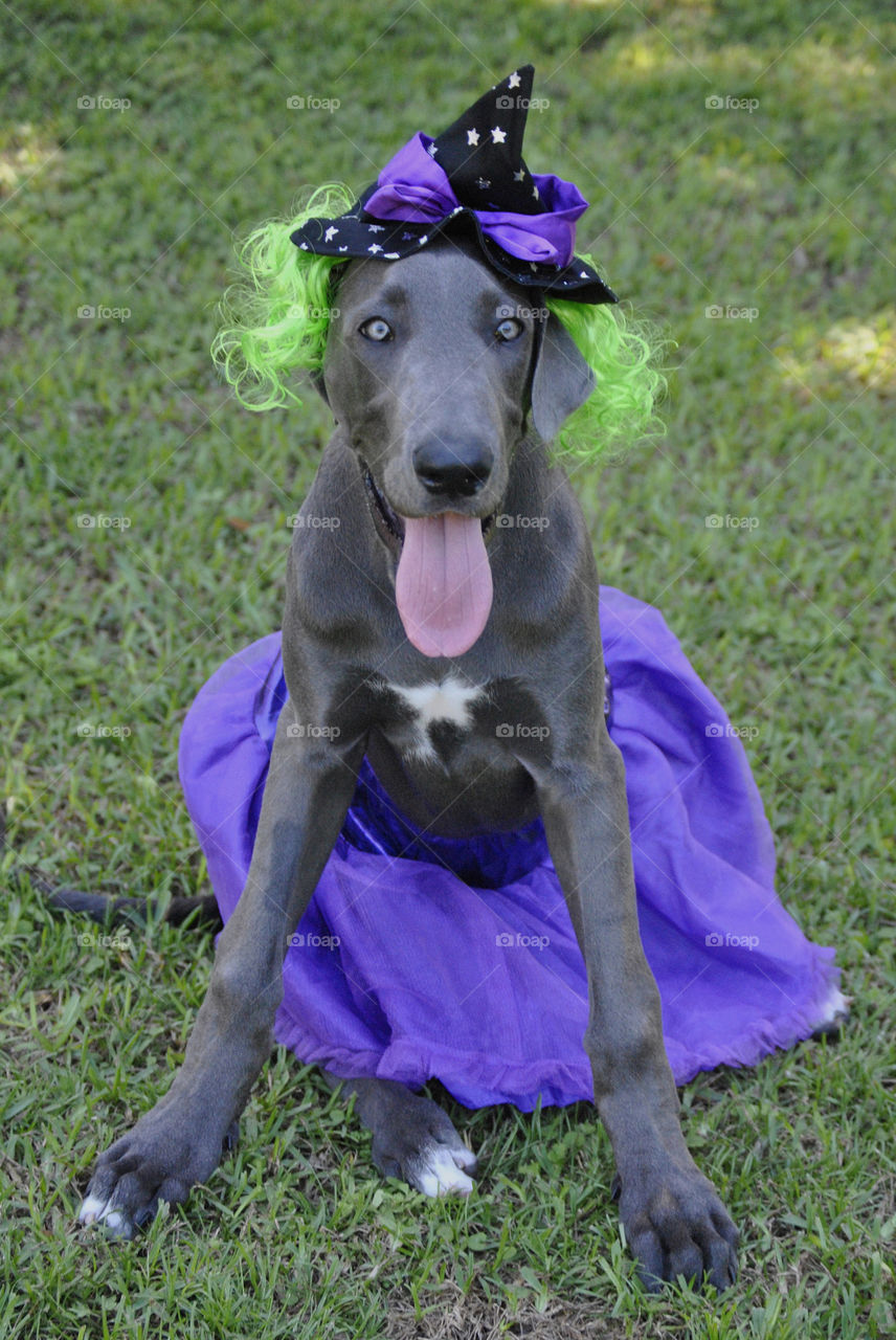 Diva Dane Witch