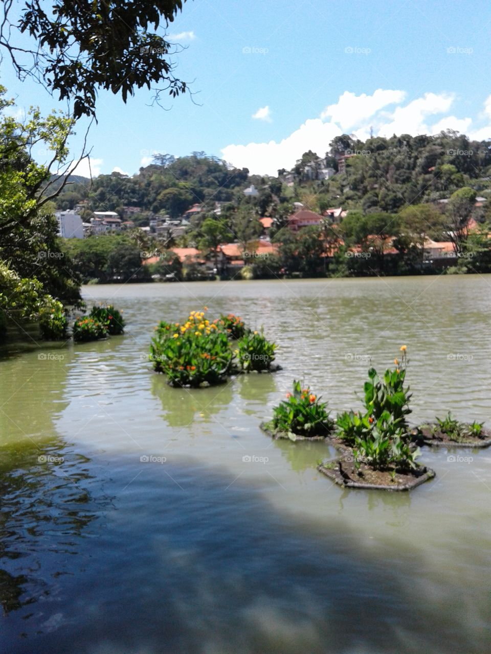 lake & kannas flower in water beds