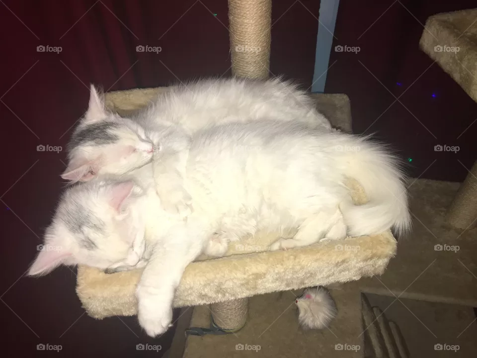 The twins! 