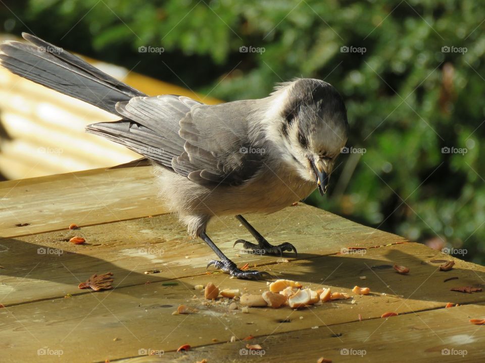 A Grey Jay snacking on some peanuts from campers in Northern Ontario.