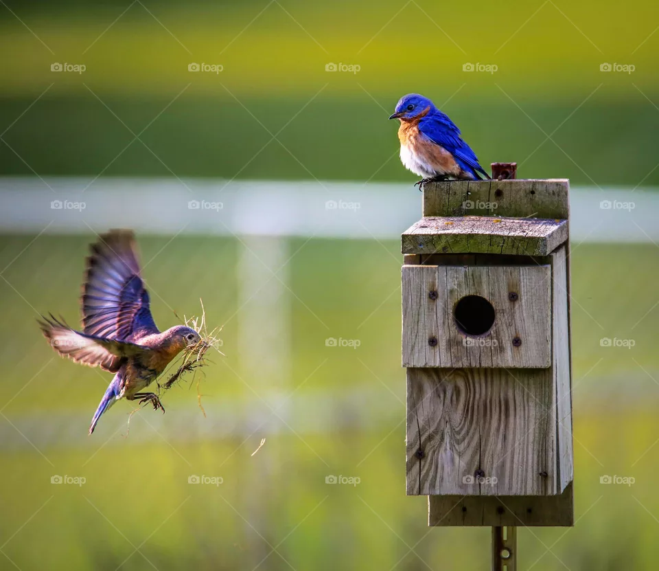 Wild life
