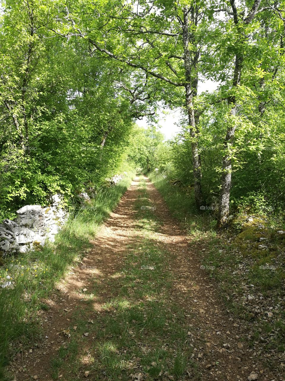 Path under the forest