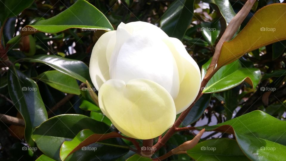 magnolia flower