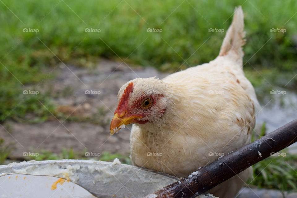 chicken