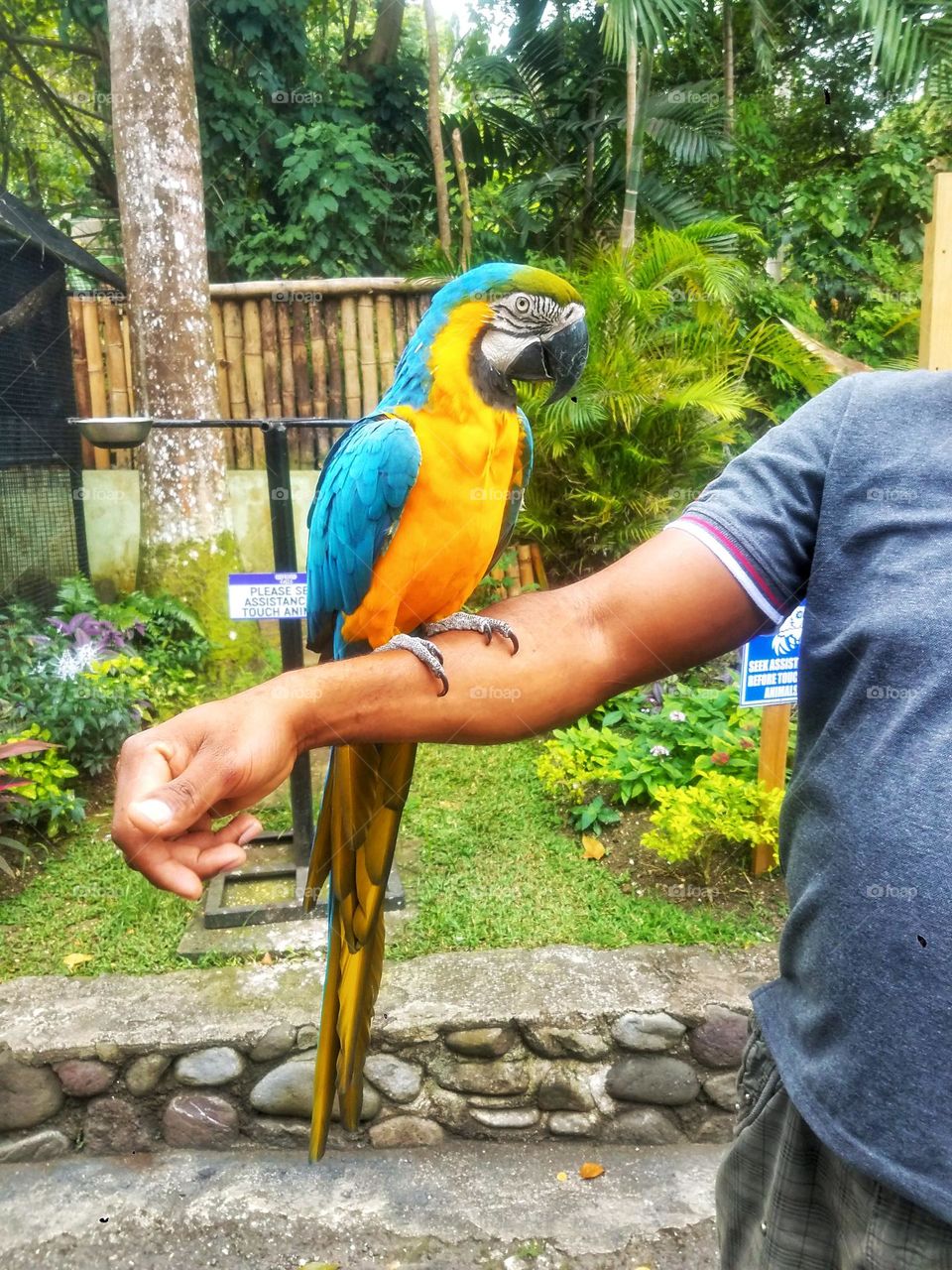 Colorful Parrot on man's hand