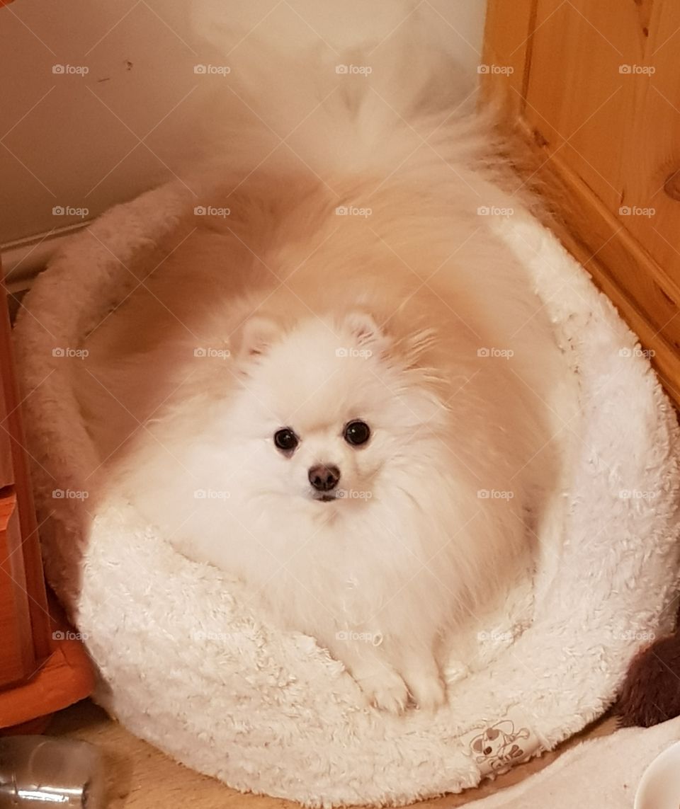 Beautiful Pomeranian dog chilling in her bed