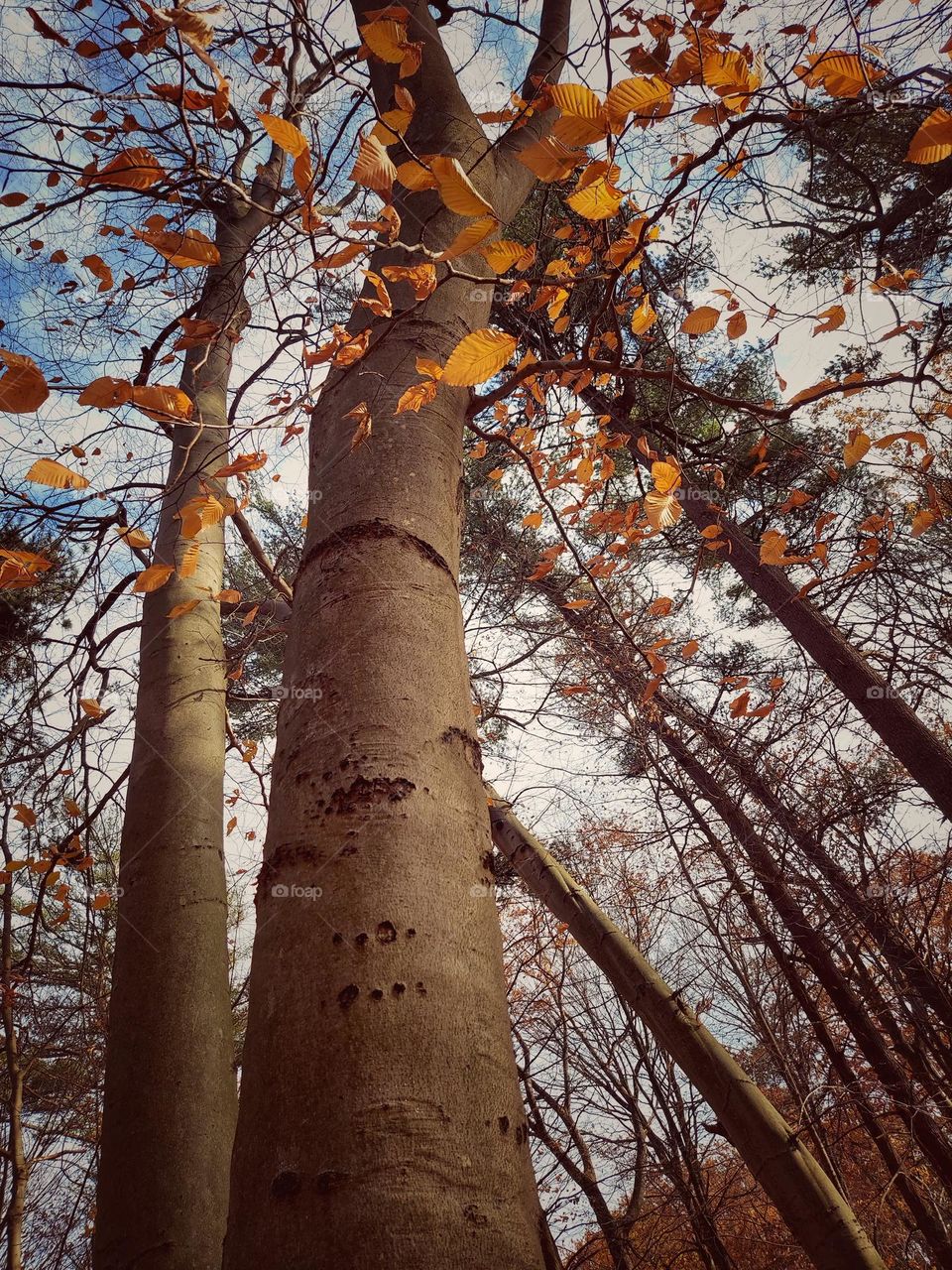 Towering Trees