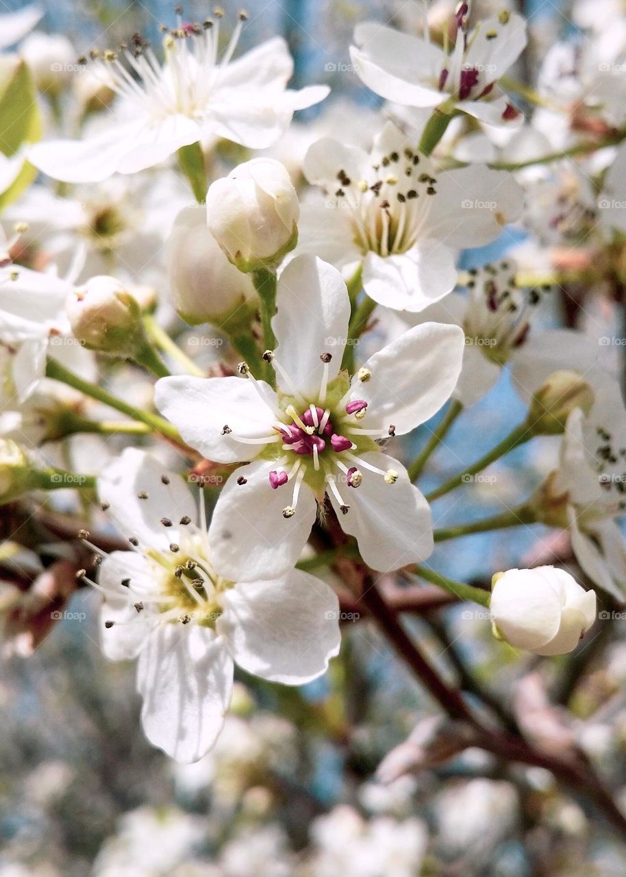 Pear Tree Blossoms of Spring