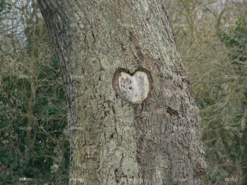 Love Heart Carved Into Tree. I came across this while out walking. 