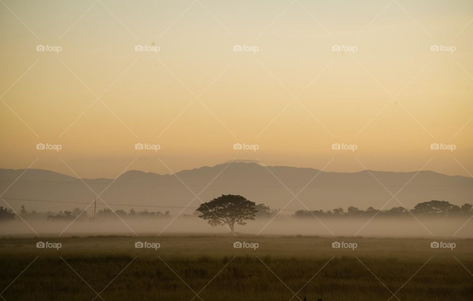 Alone Tree from a distance in a foggy dawn.