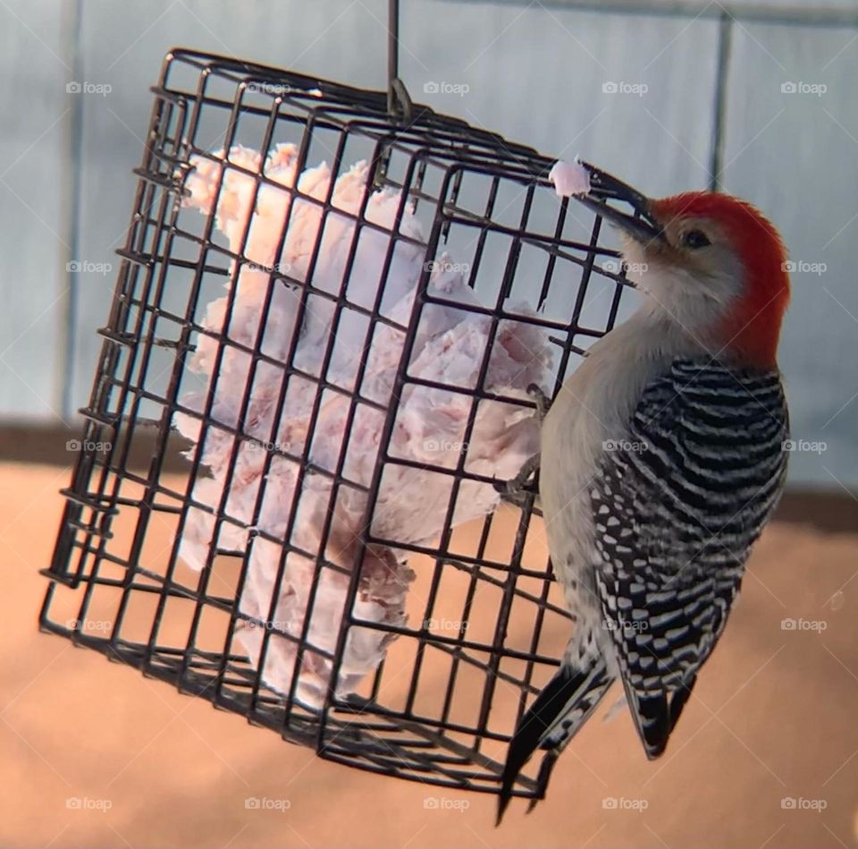 Red-bellied woodpecker eating suet.