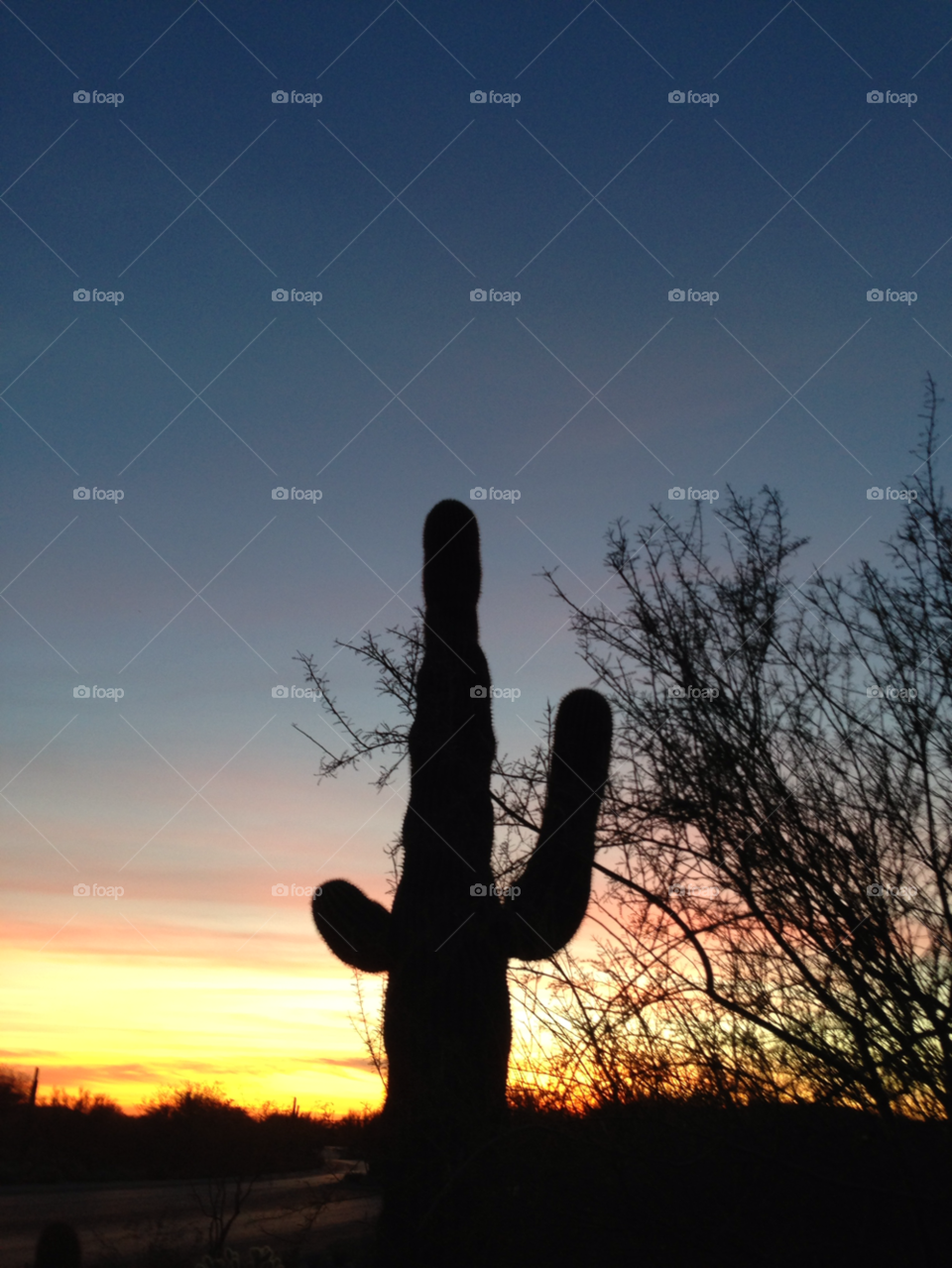 scottsdale cactus arizona sunset by melody