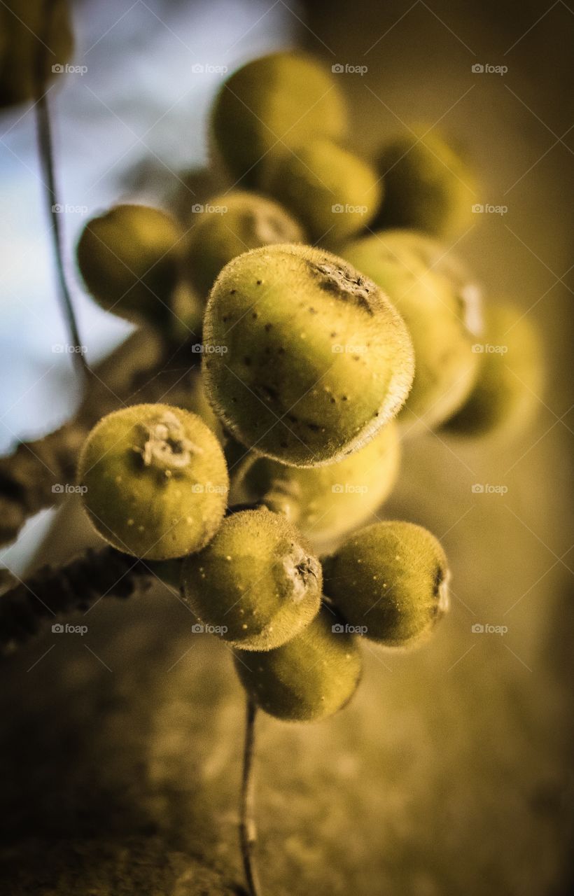 Golden Fig Fruits 