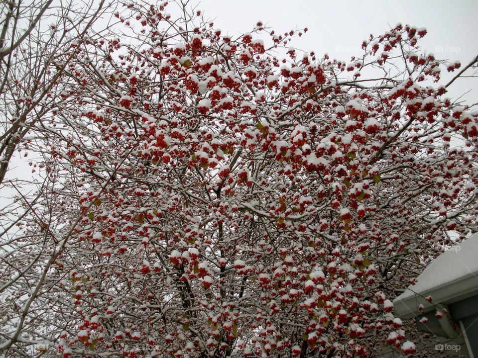 Red berries and snow