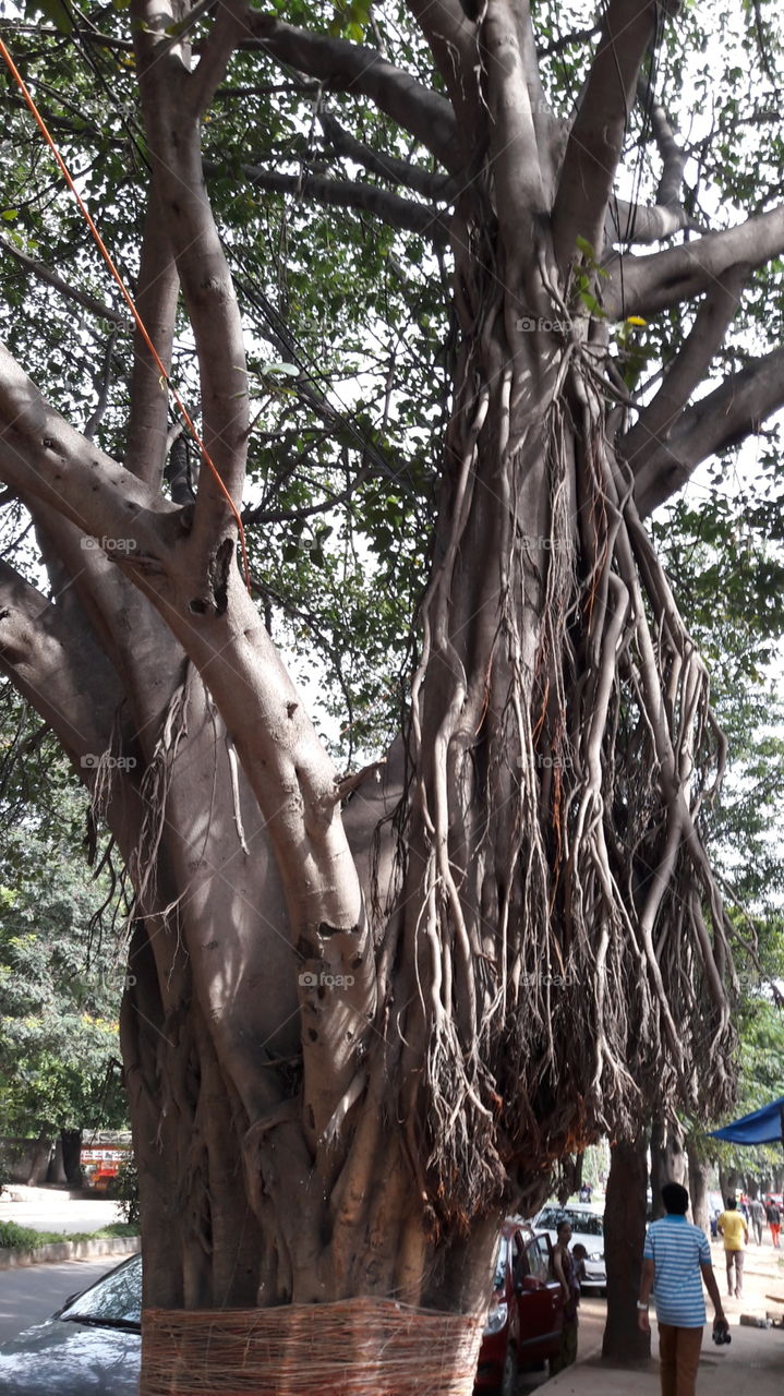 Tree, No Person, Travel, Wood, Tropical