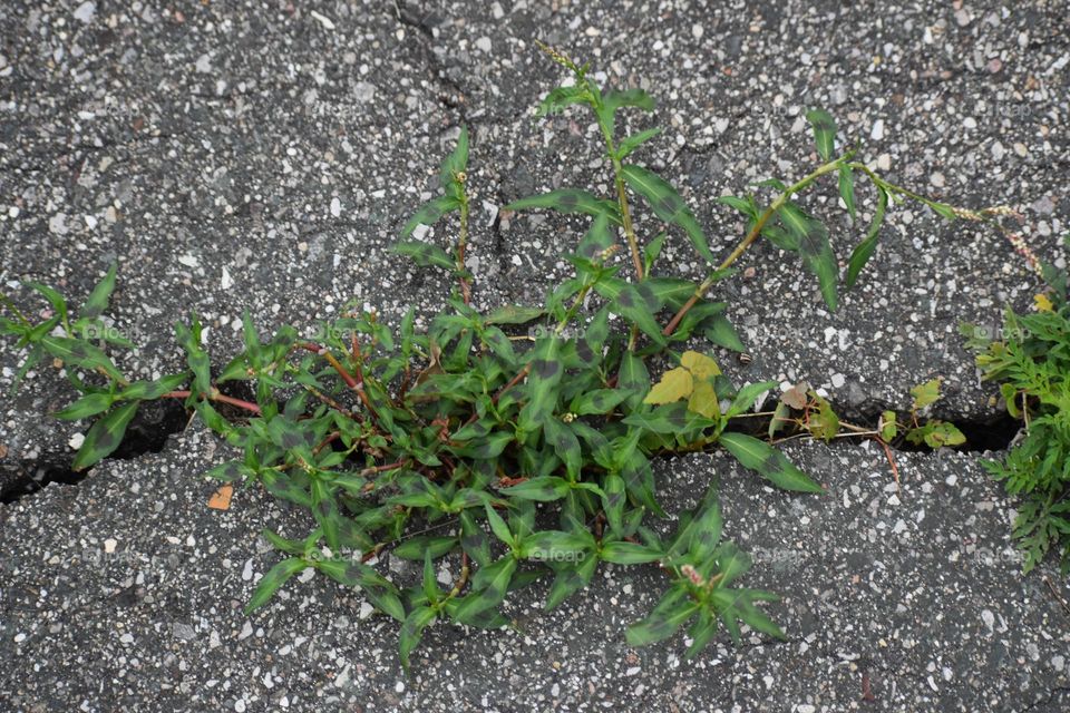 A weed growing through the cracks