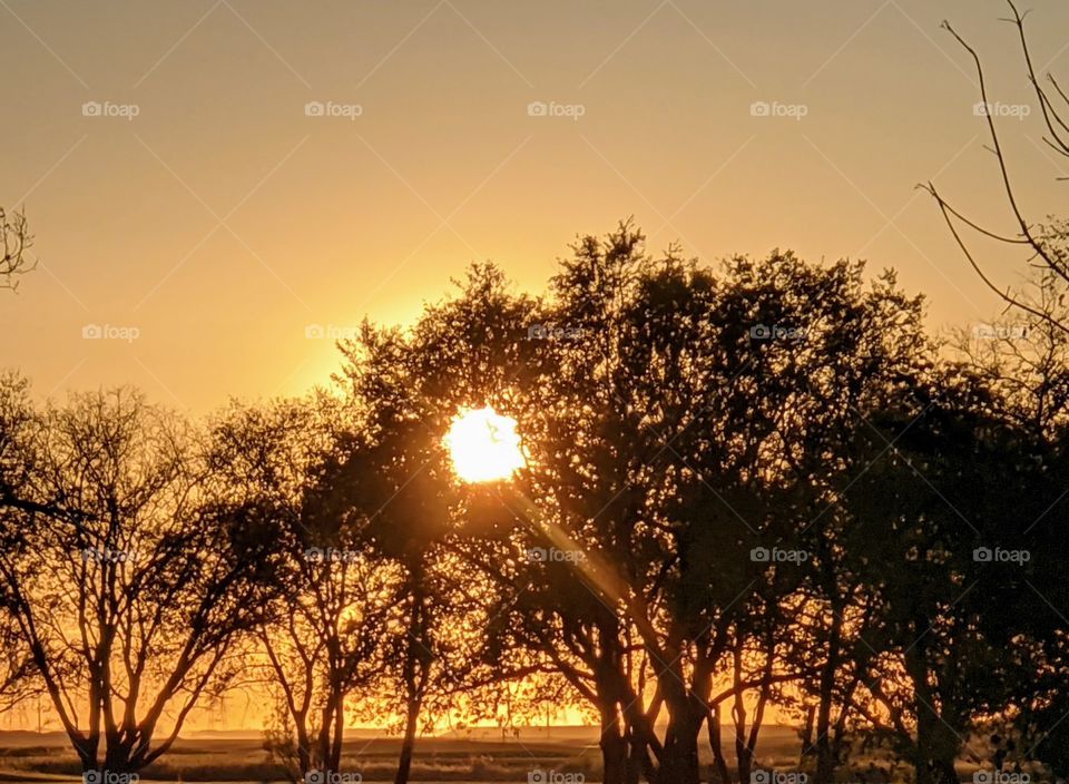 Sunset over a tree in the field