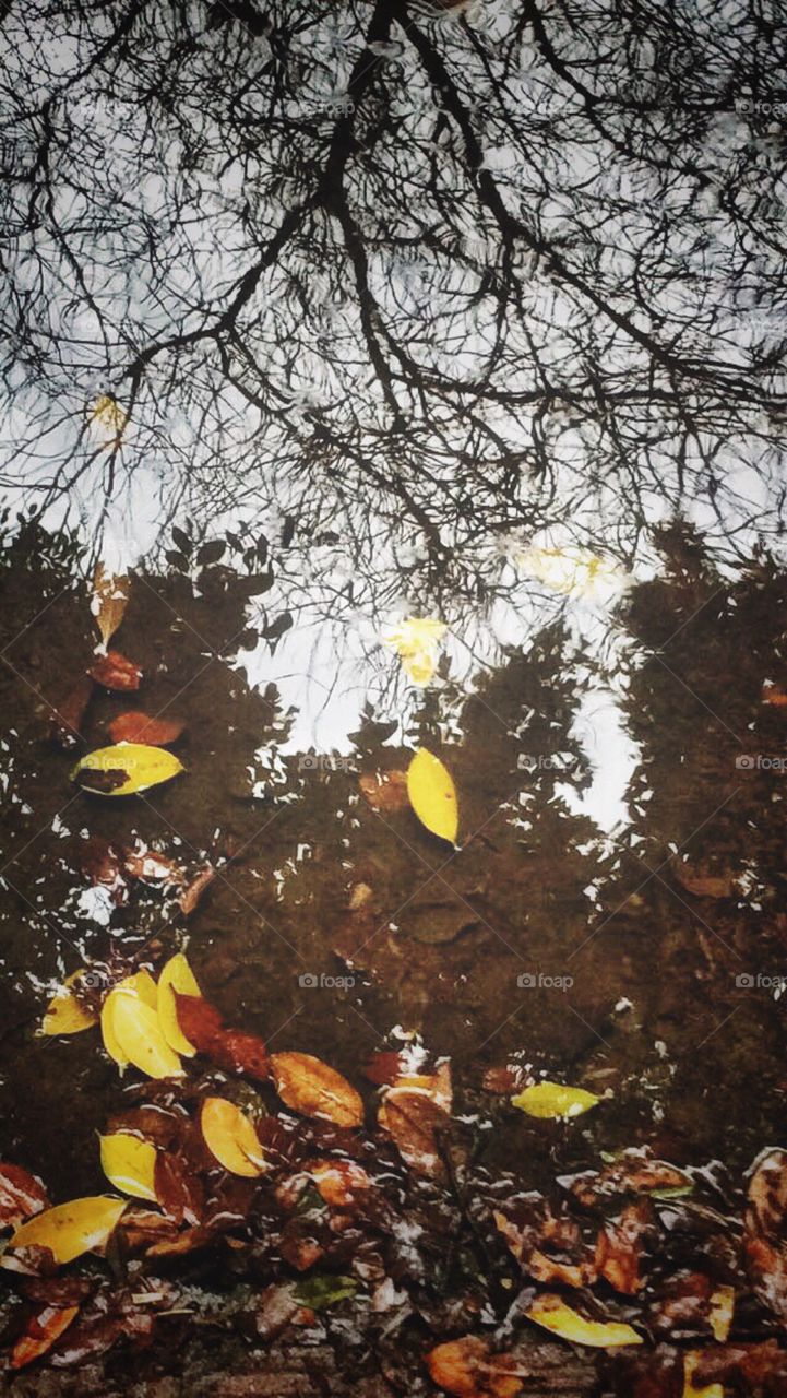 fall leaves and trees water reflection 